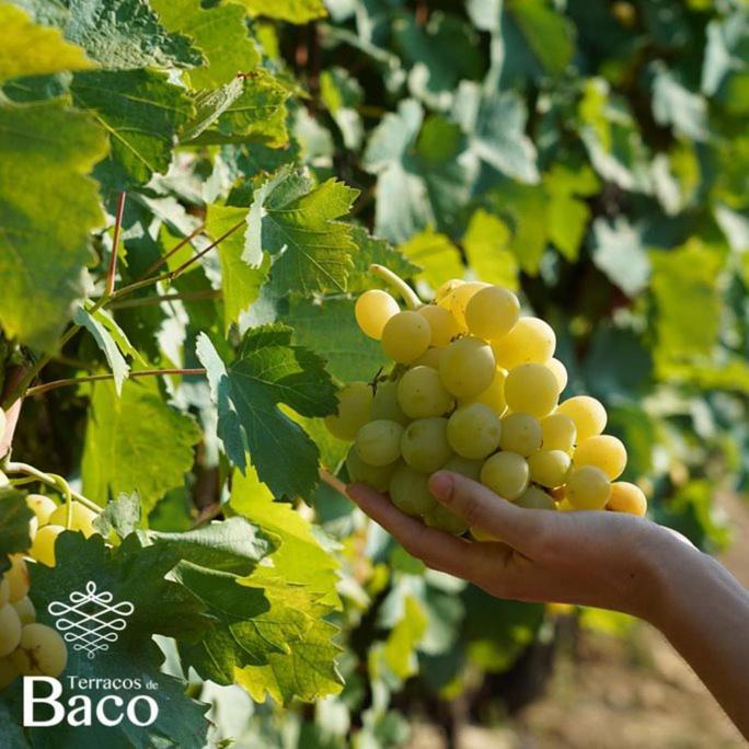 Terracos De Baco Villa Ribalonga Luaran gambar